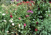 gardens.jpg